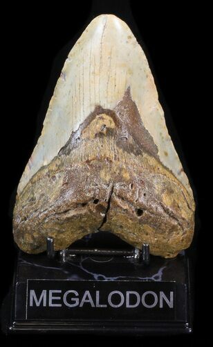 Bargain Megalodon Tooth - North Carolina #40248